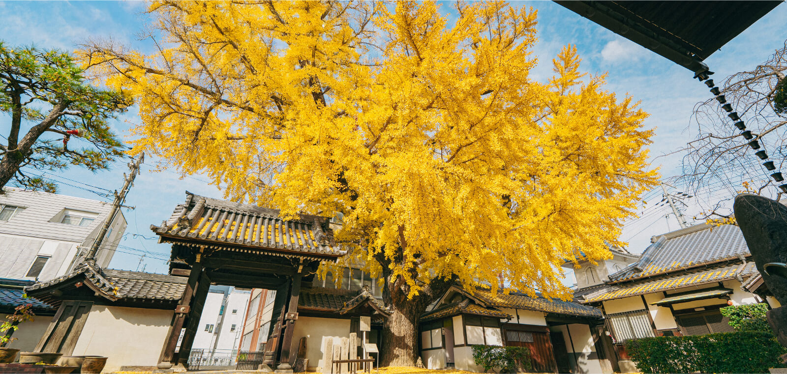 難宗寺の大銀杏（大阪府天然記念物のいちょうについて）
