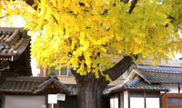 祤祦